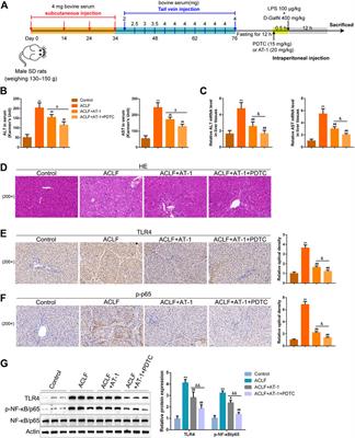 Network pharmacology-based prediction of active compounds in the Wenyang Jiedu Huayu formula acting on acute-on-chronic liver failure with experimental support in vitro and in vivo